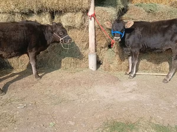 Cow, Alatau breed