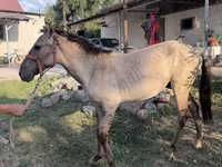 Koń, Tiger horse — zdjęcie 6