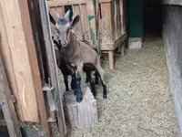 Bode, Alpine goat — foto 6