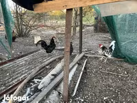 Chickens — الصورة 4