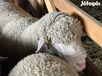 मेढ़ा, Ile-de-France sheep — फ़ोटो 3