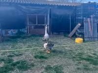 Geese — Foto 2