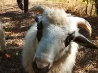 Baran, Racka sheep — zdjęcie 1