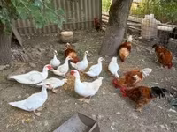 Ducks — fotografija 2