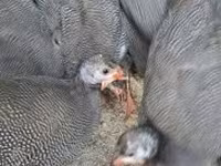 Guinea fowl — fotografija 1