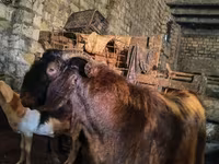 Jarac, Kamori goats — fotografija 1