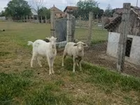 Widder, Merino sheep — Foto 1