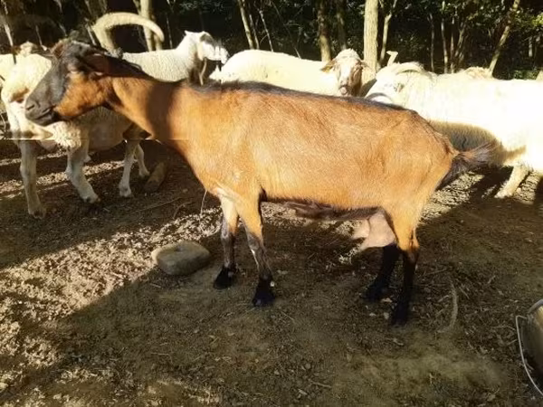 雌ヤギ, ヤギ