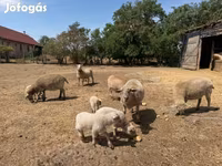 Sheep, Sheep — photo 4