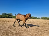 公山羊, Goats — 照片 1