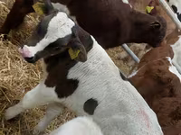 Bik, Simmental cattle — fotografija 2