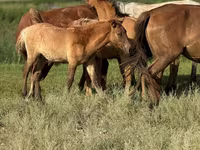 公马, Kazakh horse — 照片 6