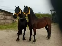 Koń, Friesian — zdjęcie 6