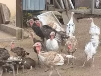 Turkeys — fotografija 8
