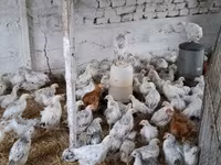 Chickens — Foto 6