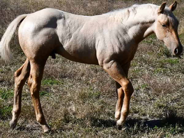 Кінь, Quarter Horse