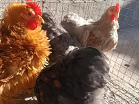Pekinška bantam — fotografija 5