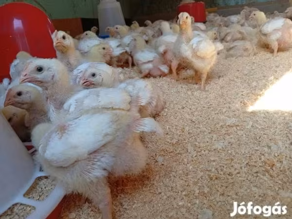 Chickens
