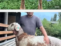 Ovca, East Friesian Dairy sheep — fotografija 1