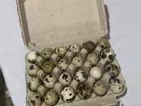 Quails — zdjęcie 1