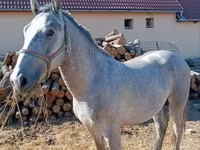 घोड़ा, Lipizzaner — फ़ोटो 7