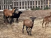 Brebis, Cameroon sheep — photo 1