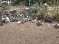 Guinea fowl — fotografija 2
