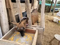 Cabra, Alpine goat — foto 6