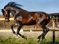 Konji (partija, pol nije naveden), Horse breed — fotografija 2