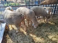 Carneiro, Ile-de-France sheep — foto 5