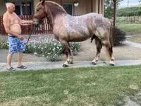 Cheval, Chevaux — photo 1