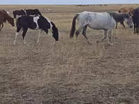 Yegua, Horse breed — foto 4