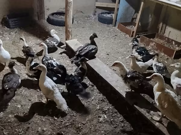 domaća muskovska patka