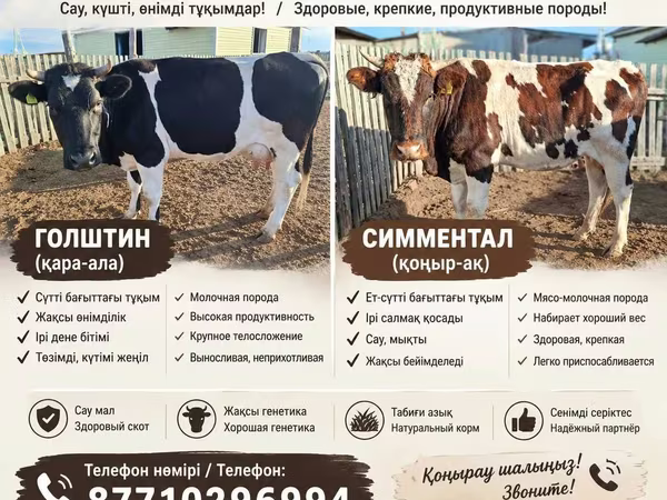 母牛, Latvian Blue cattle