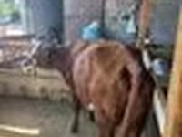 Сиыр, Latvian Blue cattle — 8-сурет
