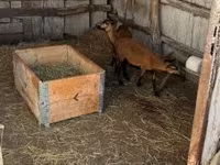 Carnero, Cameroon sheep — foto 5
