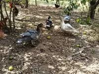 Ducks — photo 3