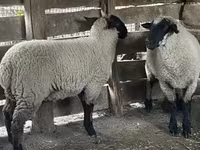 भेड़, Suffolk sheep — फ़ोटो 3