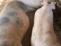 Cerdos (lote, sexo no especificado), Cerdos — foto 2