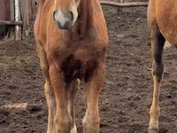 Kobila, Thoroughbred horse — fotografija 8