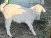 Echki, Saanen goat — 7-rasm