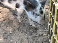 Sow, Pigs — photo 2