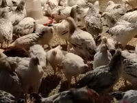 Chickens — foto 4