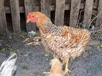 Chickens — zdjęcie 3