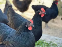 Australorp — fotografija 3