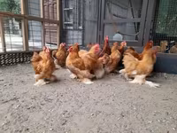 Pekin Bantam — zdjęcie 3