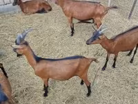 Taka, Alpine goat — 1-rasm