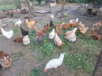 Chickens — zdjęcie 6