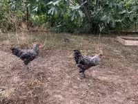 Chickens — 照片 1