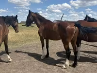 Stute, Dutch warmblood horse — Foto 1